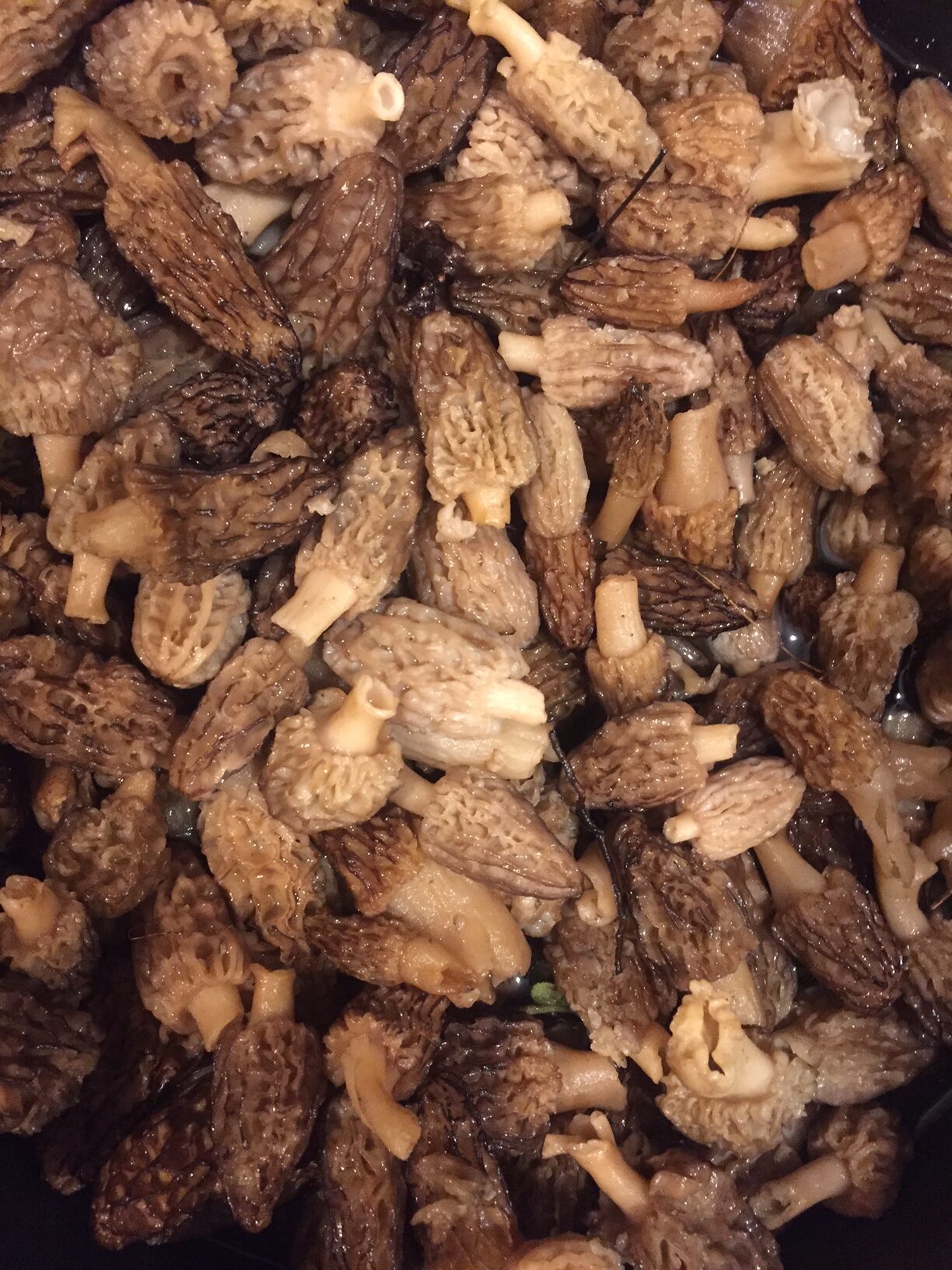 Springtime Morels aka “Hiding in plain sight”